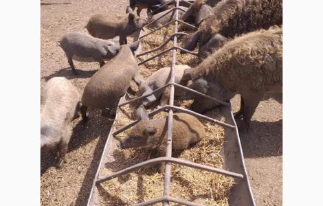 Продам свиноматок мангалиці угорської