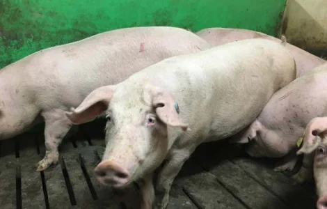 Продам ремонтних свинок F-1