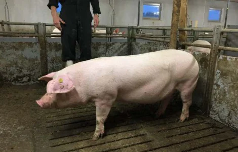 Продаж рем свинок F-1