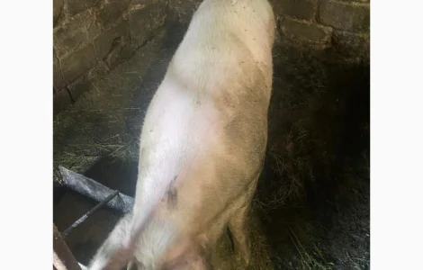 Продам свиню живою вагою