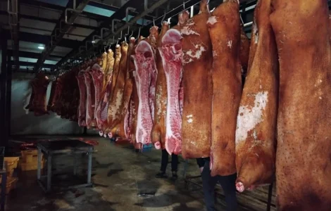 МК Купуємо свиней та свиноматок