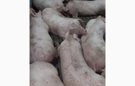 Продам свиней вес 110-125. Козелець