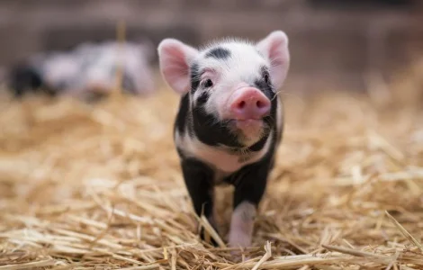 Продам свині 60-80 кг