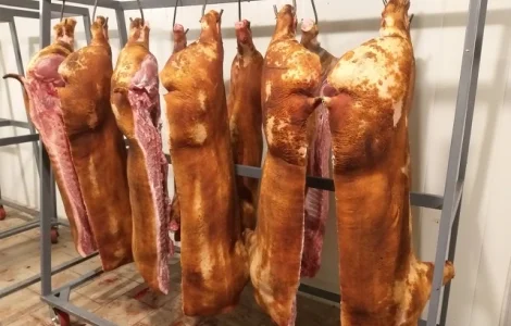 Закуповую свиней та свиноматок на мясо живою вагою