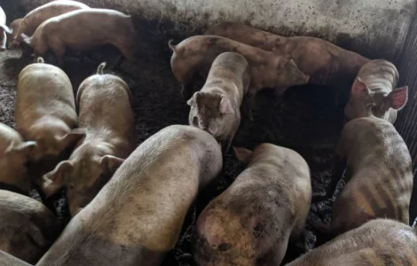 Продам свиней живым весом