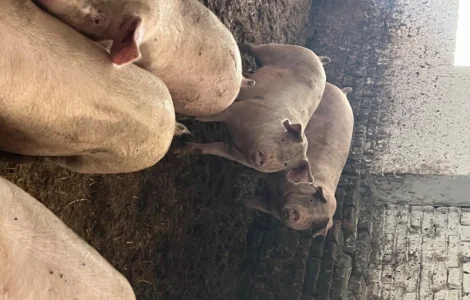 Продам свиней