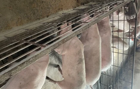 Продам свиней