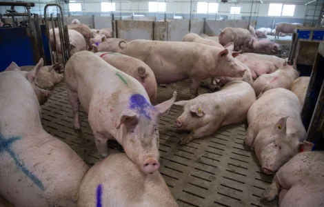 Закуповуємо дорого свиней та ВРХ Харківської