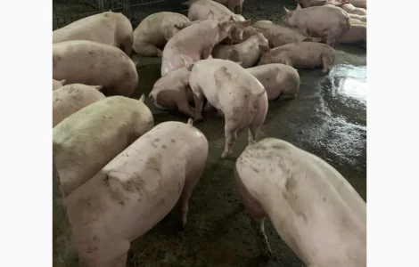 Куплю свиней живым весом от 30 голов любих категорій