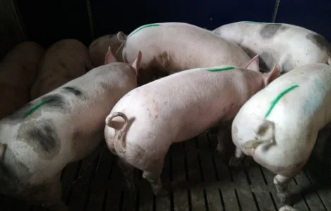 Продажа свиней откорм беконного направления любой весовой категории