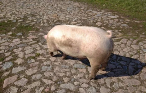 Закупаем на постоянной основе свиней живым весом от 40 гол