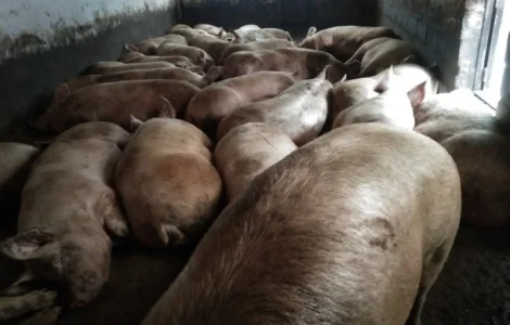 Продам свиней