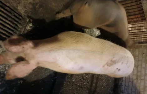 Продам свиней