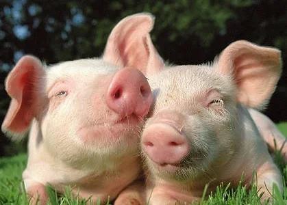 Закупівля свиней по найкращій ціні