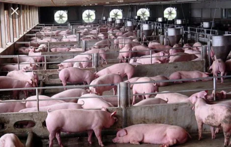 Купуємо свиней свиноматок по всій Україні