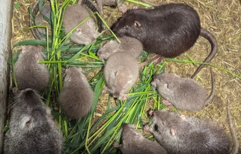 Нутрія- молодняк в наявності