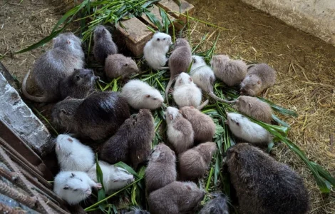 Нутрія різні продам