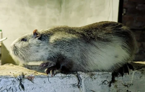 Нові сім'ї - нутрія