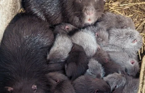 Щенок нутрии