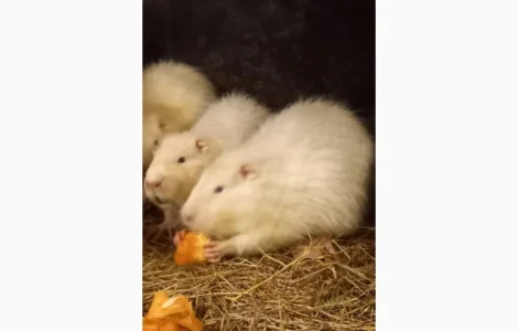 Продам молодняк нутрій