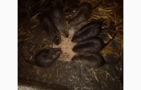 Нутрії, самці парувального віку