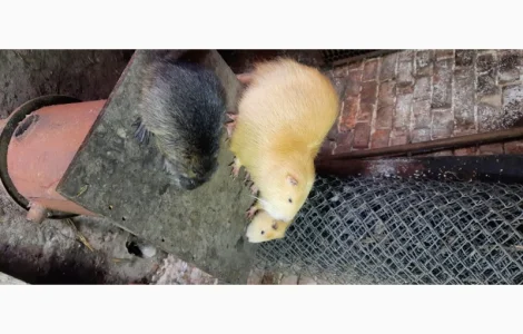 Нутрії, молодняк нутрії