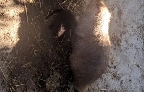 Нутрії, самки, молодняк