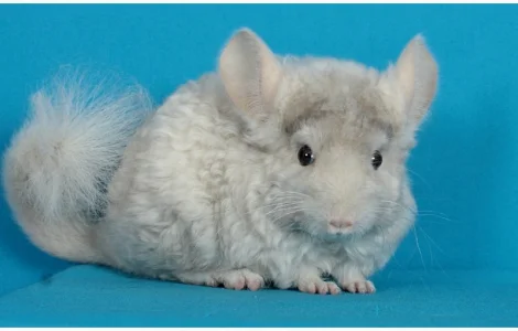 Хлопчик шиншила бежевий фіолетовий курчавий