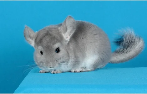 Шиншила хлопчик фіолет