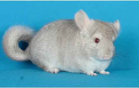 Різнокольорові шиншили