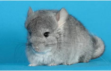 Хлопчик шиншила стандартна Ангора