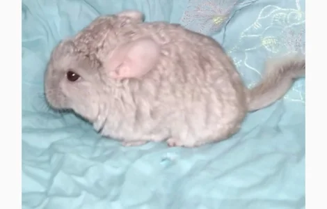 Шиншила дівчинка бежева носійка ангори