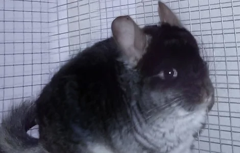 Шиншилла чорний бархат носій ангори