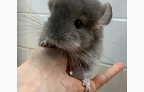 Шиншилла фиолетовая 100% ангора, девочка