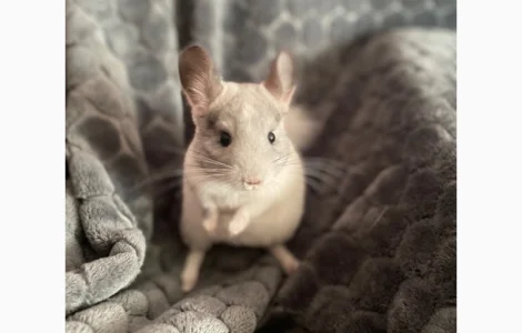 Шиншилка шукає дім