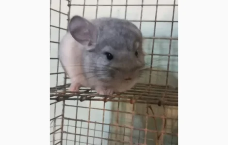 Продам шиншилл разного возраста и окраса, консультации. Возможен опт