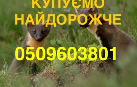 Купуємо куницю та сухого бобра НАЙДОРОЖЧЕ В УКРАЇНІ