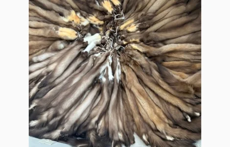 Куплю куницю ДОРОГО