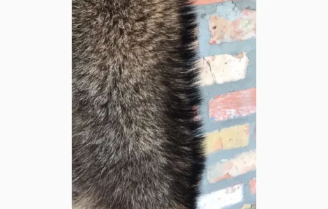 Продаются выделанные шкуры енота