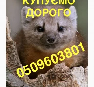 Купуємо шкіри куниці по усій Україні ДОРОГО