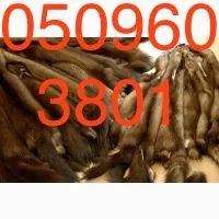 Купуємо куницю за найвищою ціною