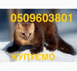 Куниця лісова і камʼянка НАЙДОРОЖЧЕ КУПУЄМО