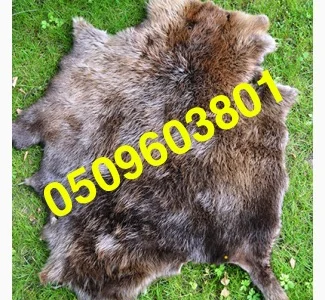 Купуємо сухі не солені шкіри бобра