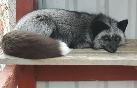 Чернобурка. Черно-серебристая лиса, лисенок, лисята, лисы