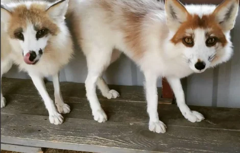 Лиса, лисята белые. Окрас белый мрамор