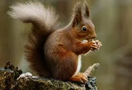 Продам сировину для Чучел