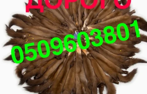 Купуємо хутро куниці/їздимо по Україні