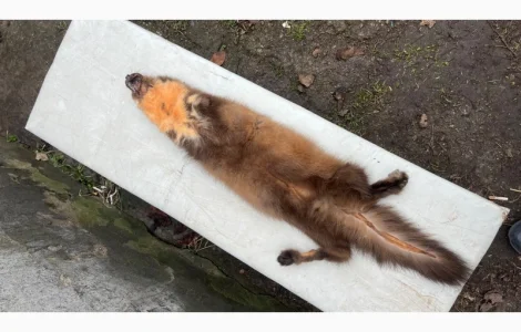 Купуємо хутро куниці/їздимо по Україні