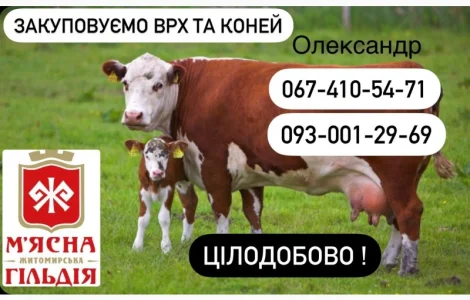 Куплю ВРХ ДОРОГО! Корів