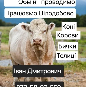 Купить ВРХ Корів Коней Бичків Телиці Телята На М'ясо На Тримання